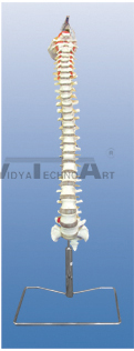 The model of occipital spine and spinal nerves